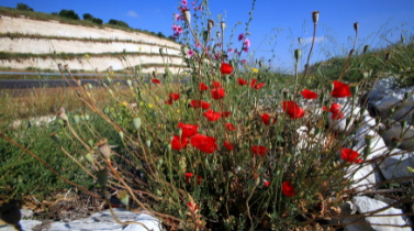 תמונה של צמחיה לאורך הכביש