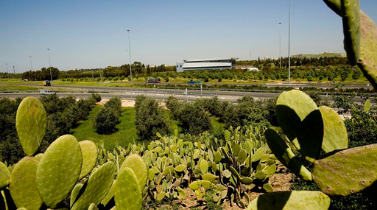 תמונה של צמחיה לאורך הכביש