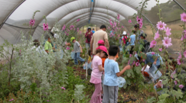 תמונה של חממת גידול פקעות של חוטמיות מכביש 6